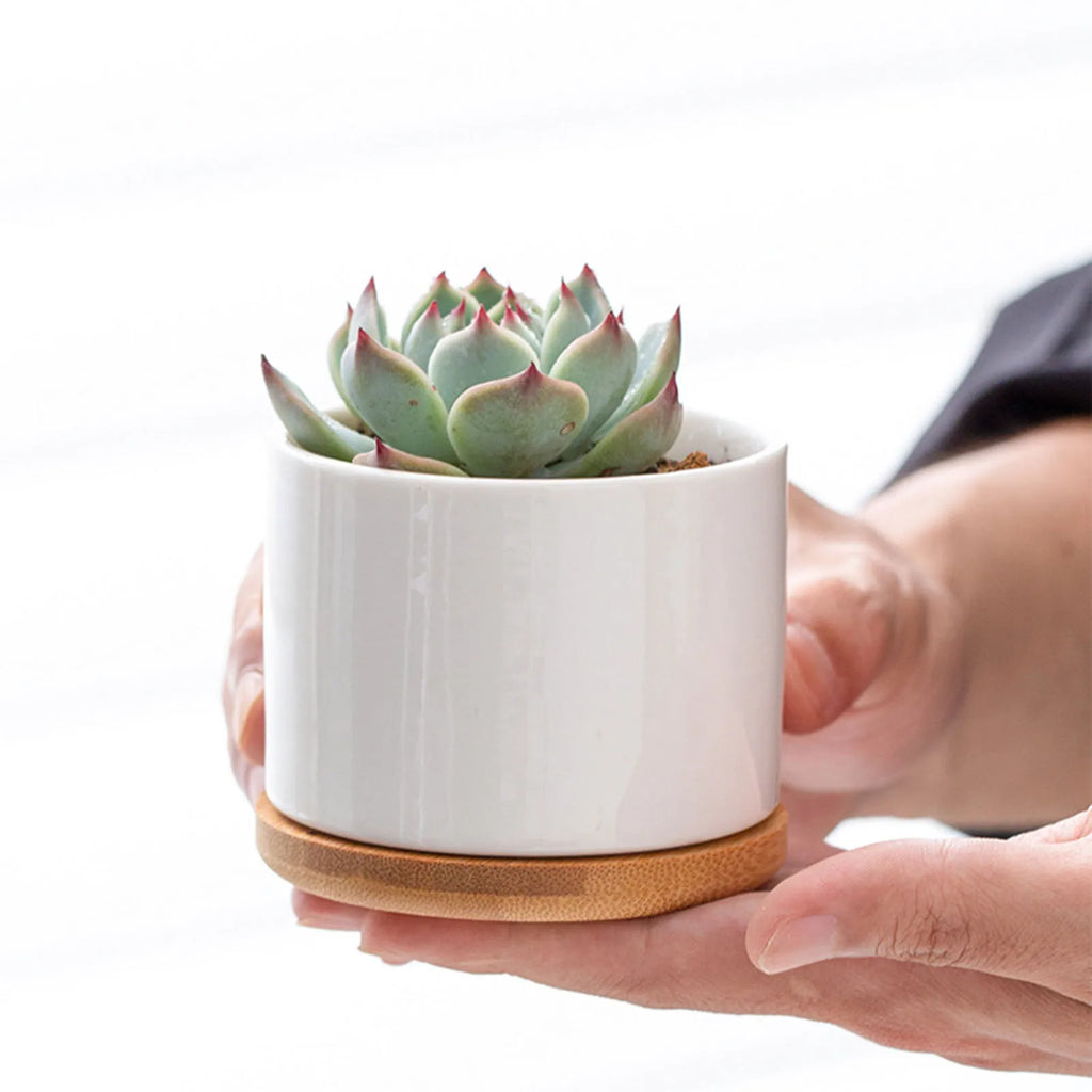Mini-Pot en Céramique "Éclat" – L'Écrin pour Succulentes