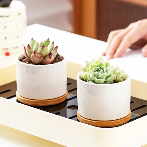 Mini-Pot en Céramique "Éclat" – L'Écrin pour Succulentes